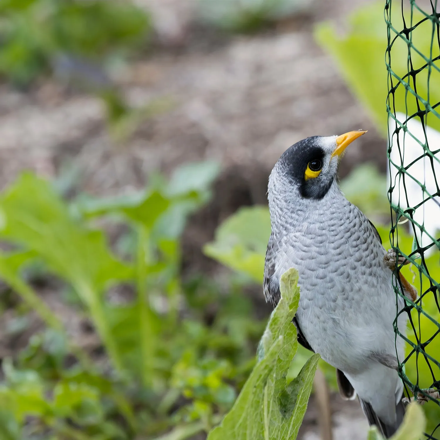 Garden Netting Kit